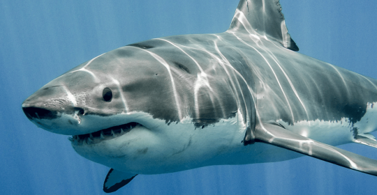 Parkinson’s Disease could be treated with shark extract