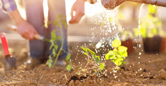 Garden therapy has many benefits, psychologists say